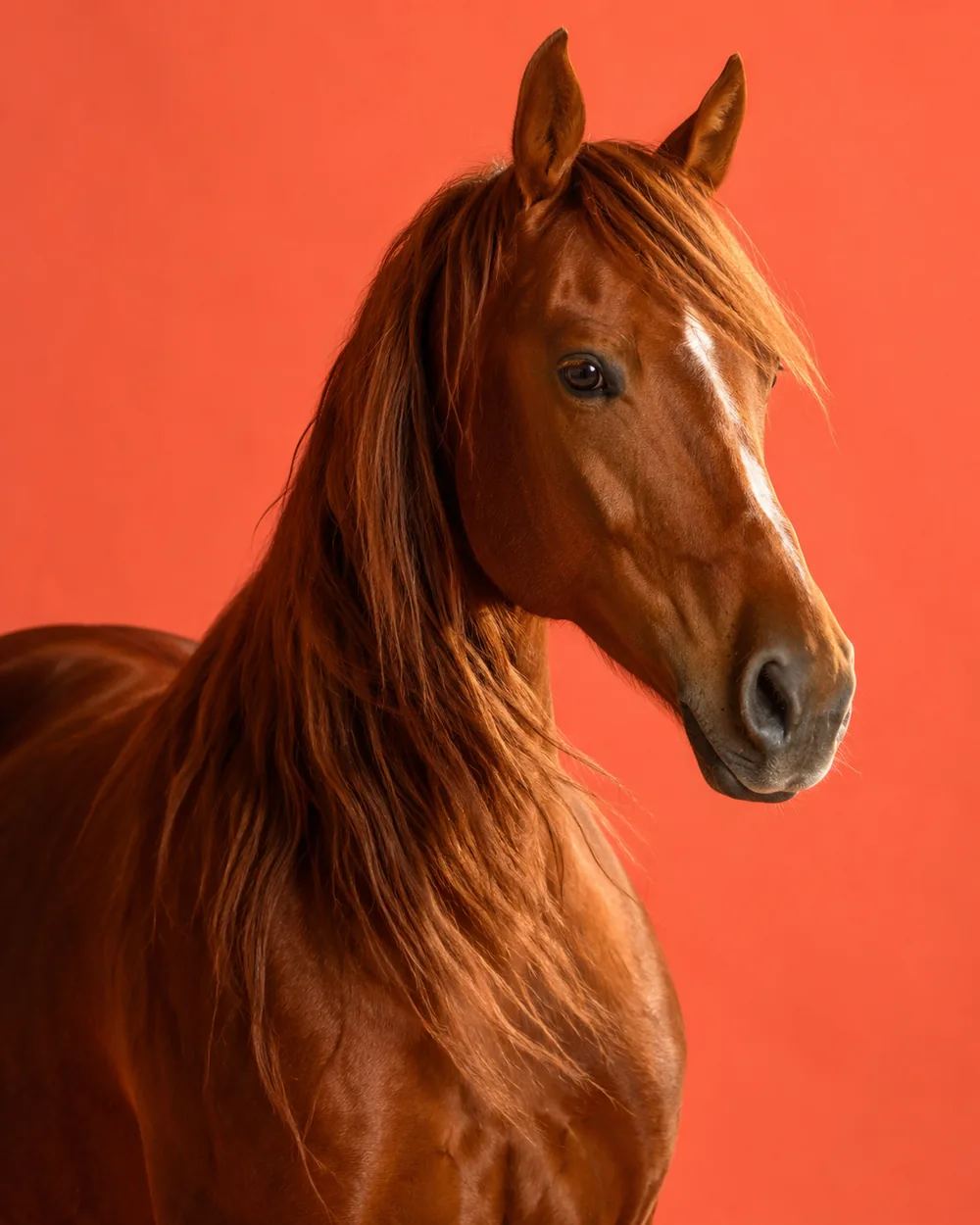 Chestnut horse portrait with flowing mane against a coral background