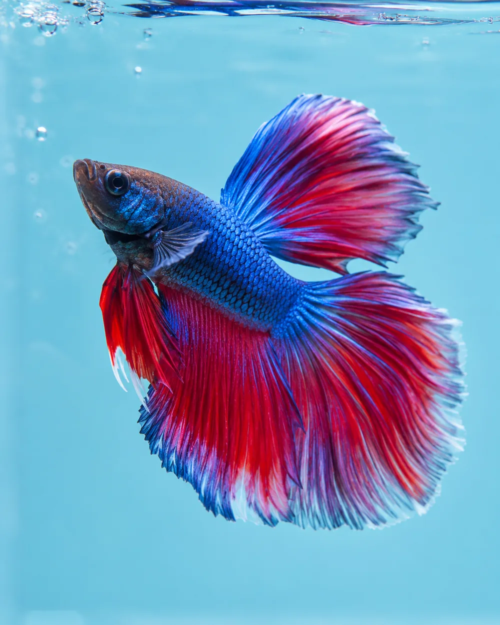 Blue and red betta fish with flowing fins swimming against a sky blue background